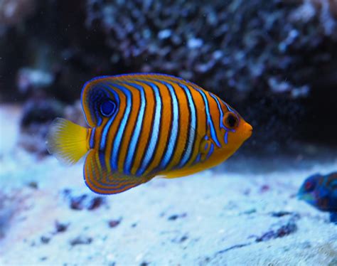 reef safe fish|Top 12 Favorite Reef Safe Fish .